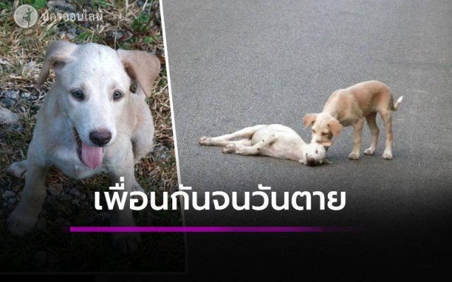 เพื่อนกันจนวันตาย