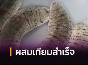 ผสมเทียมปลิงทะเลขาว