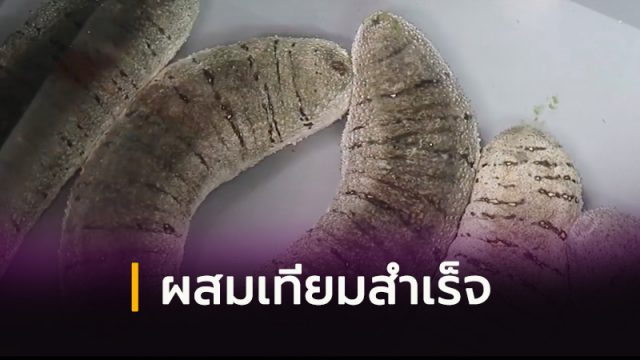 ผสมเทียมปลิงทะเลขาว