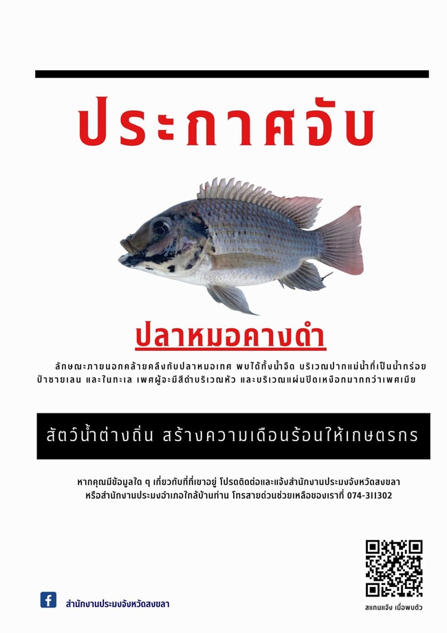 ประกาศจับ ปลาหมอคางดำ